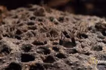  Loài động vật có cách sinh sản kỳ lạ nhất thế giới: Sinh con bằng lưng