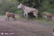 Linh cẩu bao vây tấn công 'hội đồng', ngựa vằn vùng vẫy trong tuyệt vọng