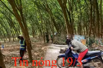 Tin nóng 19/3: Người phụ nữ trùm kín đầu, nằm chết trong lô cao su