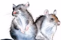 4 con giáp tham lam ích kỷ, cái gì cũng muốn chiếm trọn về mình