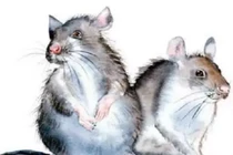 4 con giáp tham lam ích kỷ, cái gì cũng muốn chiếm trọn về mình