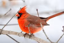 Người tuổi Sửu có giờ sinh này cuộc đời may mắn, phúc lộc lâu dài