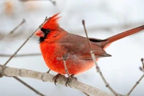 Người tuổi Sửu có giờ sinh này cuộc đời may mắn, phúc lộc lâu dài