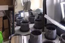  Chủ nhà sốc nặng phát hiện khách thuê trồng cần sa trong nhà