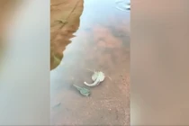 Clip: Những "hàng xóm" của khủng long bơi lội trong vũng nước