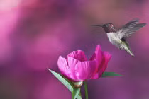 Đạt đỉnh cao trong năm 2022, 4 con giáp sự nghiệp phấn chấn, tiền tài rủng rỉnh