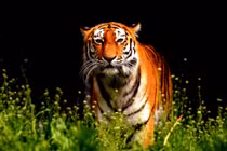 Những ngày cuối tháng cô hồn, 3 con giáp làm gì cũng phải thận trọng 