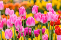 3 con giáp phúc lộc nhân đôi, vượng đường thăng tiến