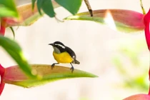 4 con giáp bứt phá trong năm Nhâm Dần, tài lộc sung túc