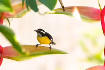 4 con giáp bứt phá trong năm Nhâm Dần, tài lộc sung túc