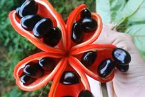  Loại quả lạ lẫm mọc dại đầy rừng ở Việt Nam, sang nước ngoài giá 200.000 đồng/kg