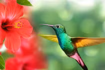 Sau cơn nắng nóng, 4 con giáp gặp “mưa” may mắn, cuộc sống suôn sẻ, ví tiền căng đầy