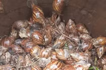 Loại ốc vừa trơn vừa nhớt trước không ai dám ăn, giờ là đặc sản 