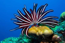 Chiêm ngưỡng những loài sinh vật đẹp nhất đại dương 