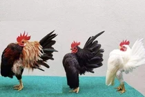 Loại gà “siêu mẫu”, thích mát-xa, uống rượu, giá lên tới 50 triệu đồng/con