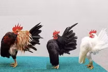 Loại gà “siêu mẫu”, thích mát-xa, uống rượu, giá lên tới 50 triệu đồng/con