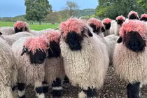 Diện mạo mới của bầy cừu sau khi cọ đầu vào sơn đỏ