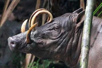 Kỳ dị “quái vật lợn” sở hữu 3 dạ dày, mọc sừng ngay trên mũi