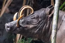 Kỳ dị “quái vật lợn” sở hữu 3 dạ dày, mọc sừng ngay trên mũi