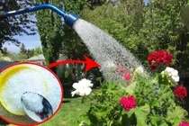 Dùng 2 loại gia vị hòa với nước tưới cho cây, cây xanh tốt 