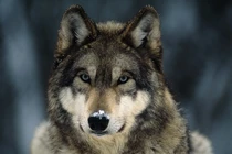 Bỏ 1 triệu mua chó cưng, bối rối vì càng nuôi càng thấy kỳ lạ