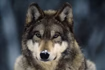 Bỏ 1 triệu mua chó cưng, bối rối vì càng nuôi càng thấy kỳ lạ