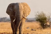 Động vật càng 'to xác' càng ăn ít, vật lý cũng không giải thích nổi