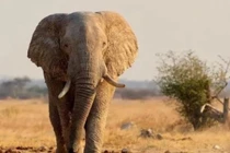 Động vật càng 'to xác' càng ăn ít, vật lý cũng không giải thích nổi