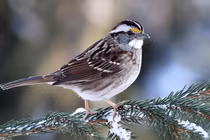 Kỳ lạ loài chim sẻ có 4 “giới tính” khác nhau