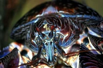 Giật mình loài cua "đội lốt hiền lành" bị nghi đoạt mạng nữ phi công 