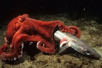 Video: Kinh hoàng cảnh bạch tuộc khổng lồ săn giết cá mập