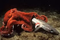 Video: Kinh hoàng cảnh bạch tuộc khổng lồ săn giết cá mập