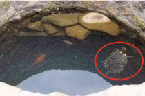 Sau đào giếng người xưa thả rùa: Biết lý do ai cũng tấm tắc khen! 