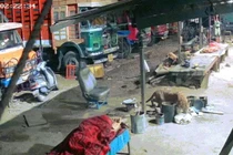 Chó bị báo hoa mai cắn cổ tha đi, chủ sốc đến đờ người