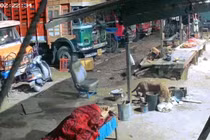 Chó bị báo hoa mai cắn cổ tha đi, chủ sốc đến đờ người