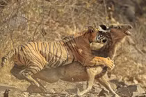 Video: Chúa sơn lâm săn nai với “vận tốc ánh sáng”