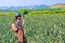 Cánh đồng dứa lớn nhất miền Bắc đẹp mê ly, chỉ cách Hà Nội 100km