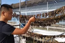 Loài động vật ở Trung Quốc xem là “vàng mềm": Việt Nam không thiếu! 