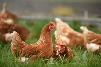 Mổ bụng gà thấy “dị vật”, nhiều người tranh nhau trả giá hàng chục tỷ 