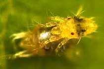 Giật mình nhện đực táo bạo lột da nhện cái trước khi "giao hoan" 