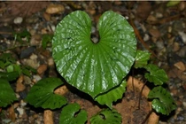 Loài cây “hiếm có khó tìm” nhất thế giới: Có trong Sách Đỏ Việt Nam! 