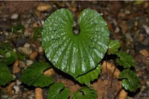 Loài cây “hiếm có khó tìm” nhất thế giới: Có trong Sách Đỏ Việt Nam! 