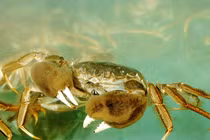 Soi loài cua lông độc nhất Việt Nam, có tiền chưa chắc mua được