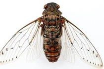 Sự thật đôi cánh ve sầu, “cơn ác mộng” với mọi loài vi khuẩn