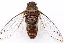 Sự thật đôi cánh ve sầu, “cơn ác mộng” với mọi loài vi khuẩn