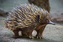 Kinh ngạc top động vật như “Trương Phi” hạ gục hổ trong phút mốt