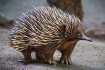 Kinh ngạc top động vật như “Trương Phi” hạ gục hổ trong phút mốt