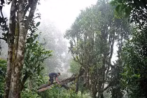 Loài cây "báu vật" của Việt Nam: Mỗi kilogam giá trị hàng trăm triệu đồng