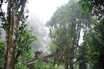 Loài cây "báu vật" của Việt Nam: Mỗi kilogam giá trị hàng trăm triệu đồng