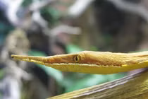 Mắt tròn mắt dẹt những loài rắn “kỳ quái” nhất hành tinh